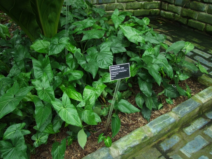Сингониум podophyllum
