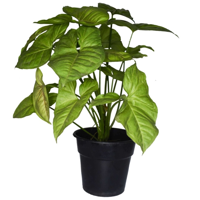 Растение сингониум