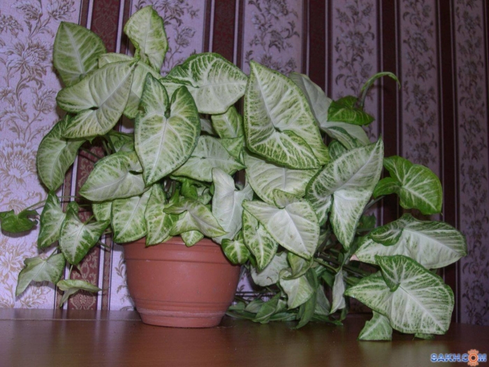 Сингониум моттлед мохито