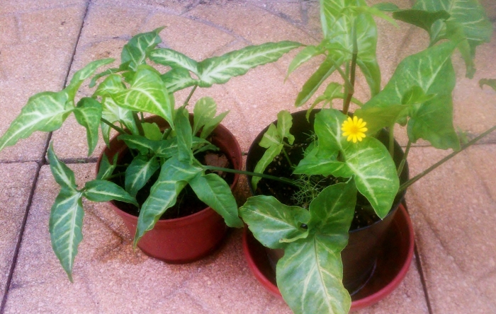 Сингониум подофиллум