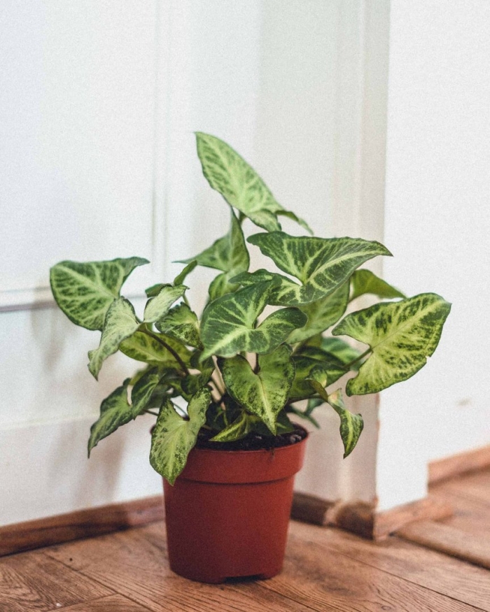 Сингониум ножколистный