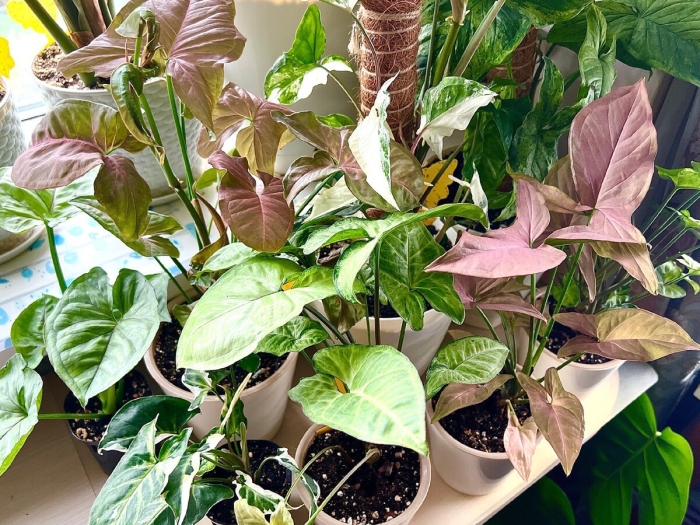 Сингониум фриклес мутейшн