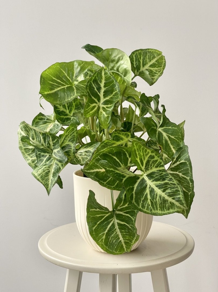 Сингониум хоффмани