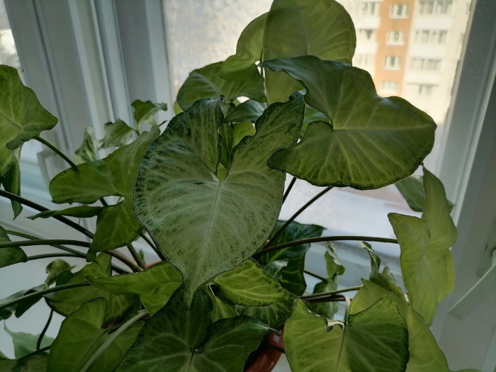 Сингониум ножколистный лиана