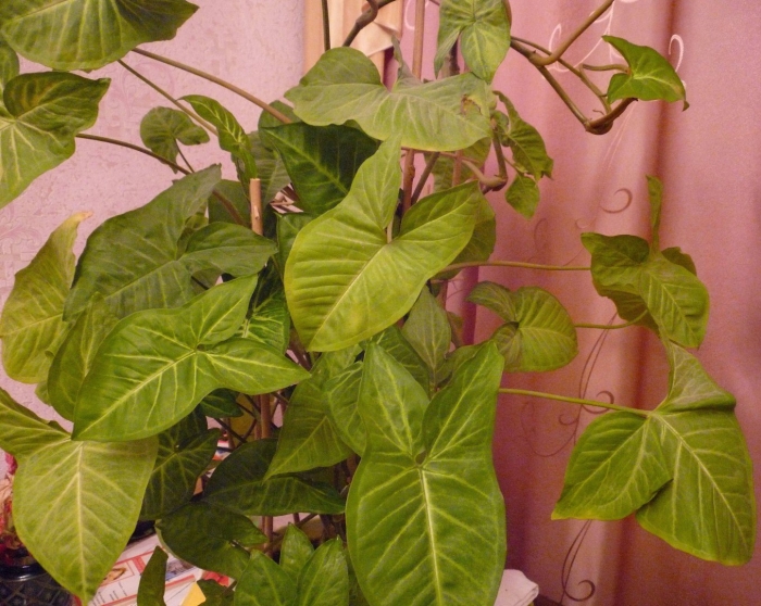 Сингониум цветок комнатный