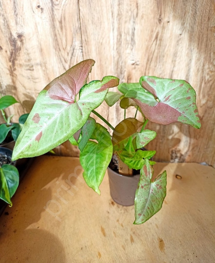 Сингониум pink flecked