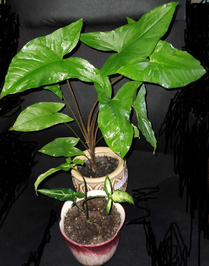 Филодендрон рохо конго