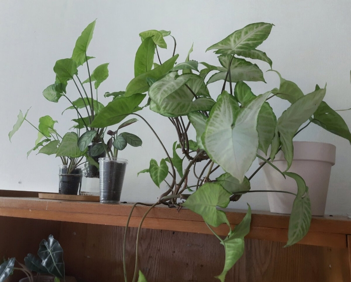 Сингониум лиана растения