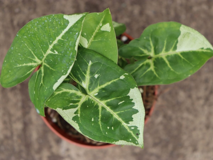 Сингониум орм мани