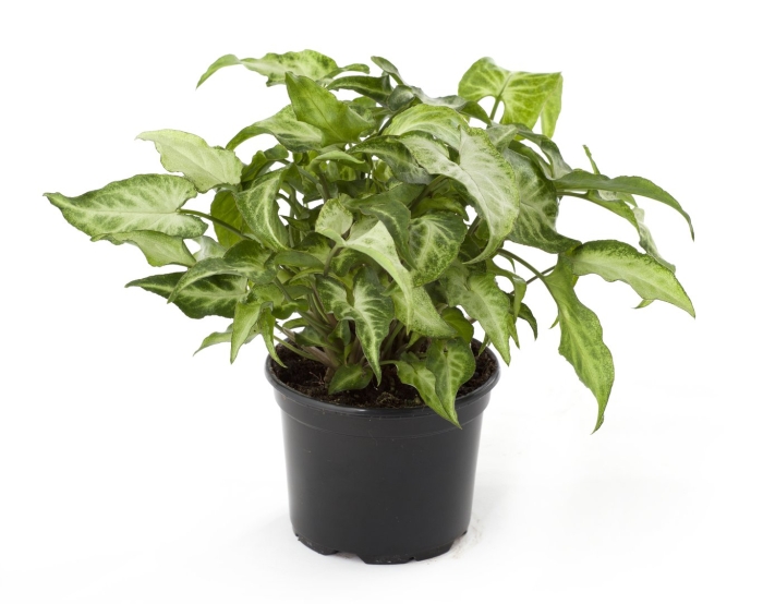 Сингониум ушковидный