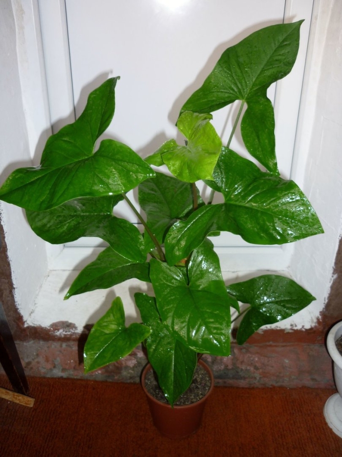 Сингониум эмеральд грин