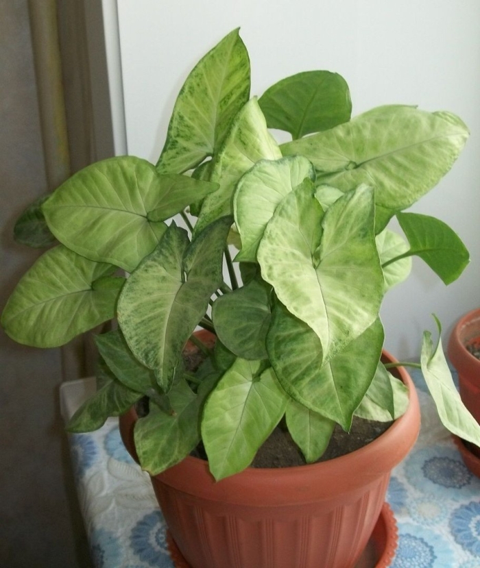 Сингониум ножколистный