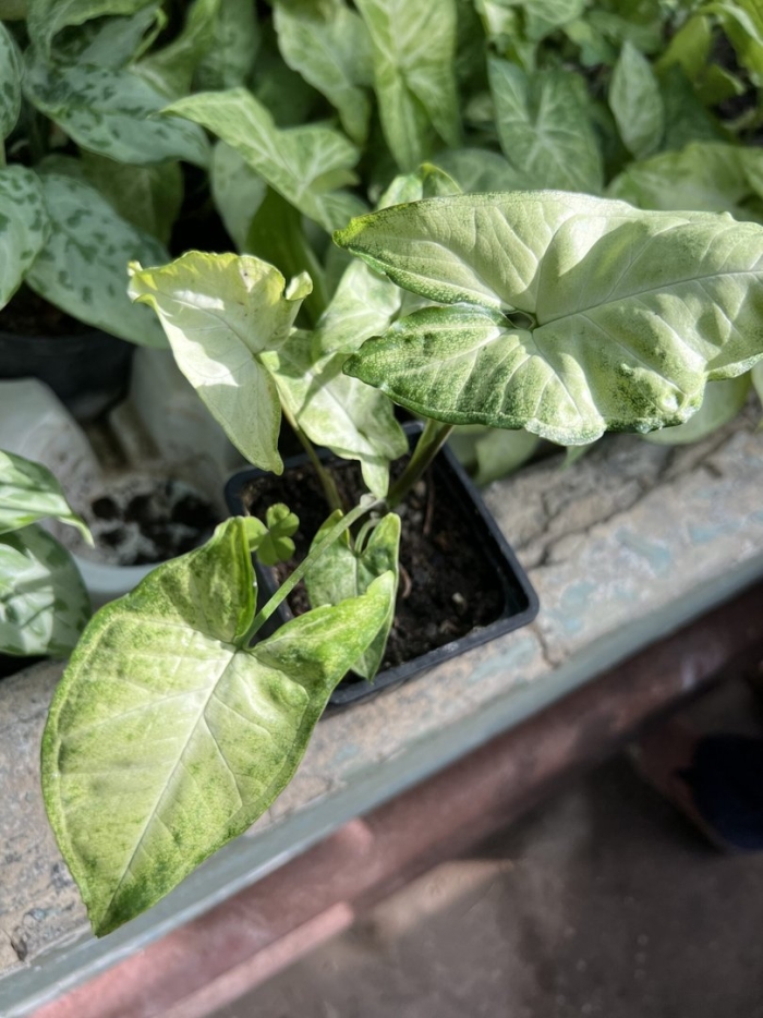 Сингониум неон