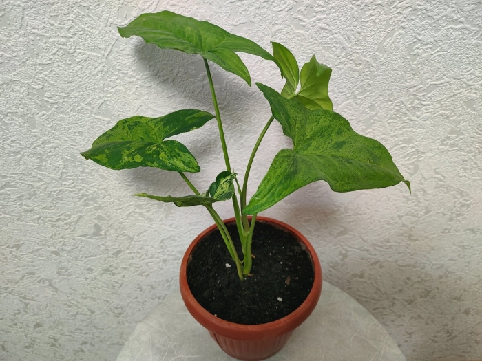 Сингониум mottled arrowhead