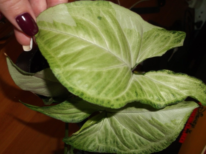 Сингониум вайт баттерфляй