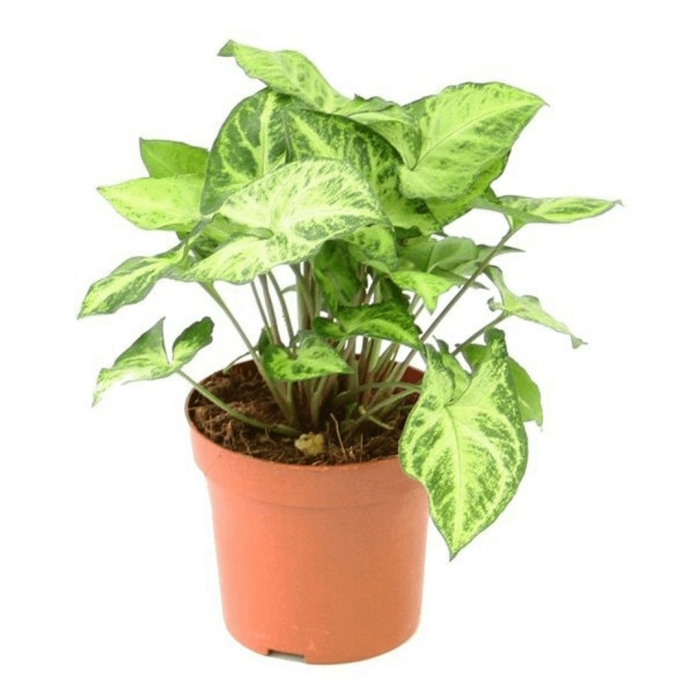 Сингониум арроу