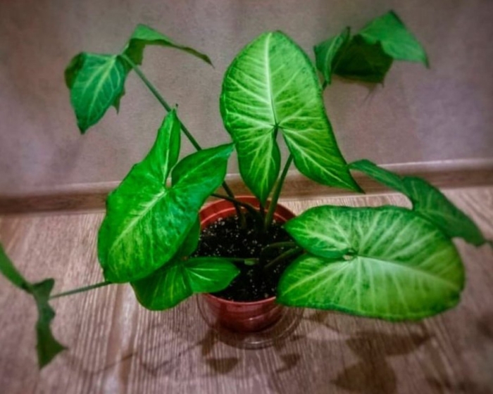 Сингониум венеция