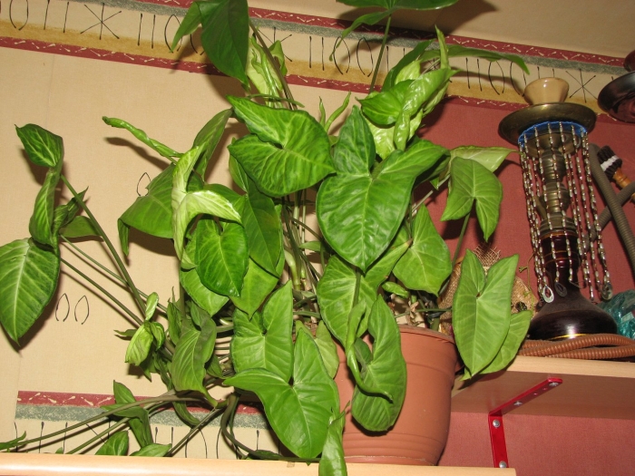 Сингониум ауритум