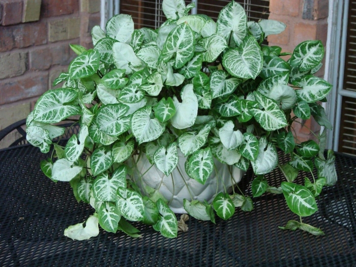 Сингониум лиана