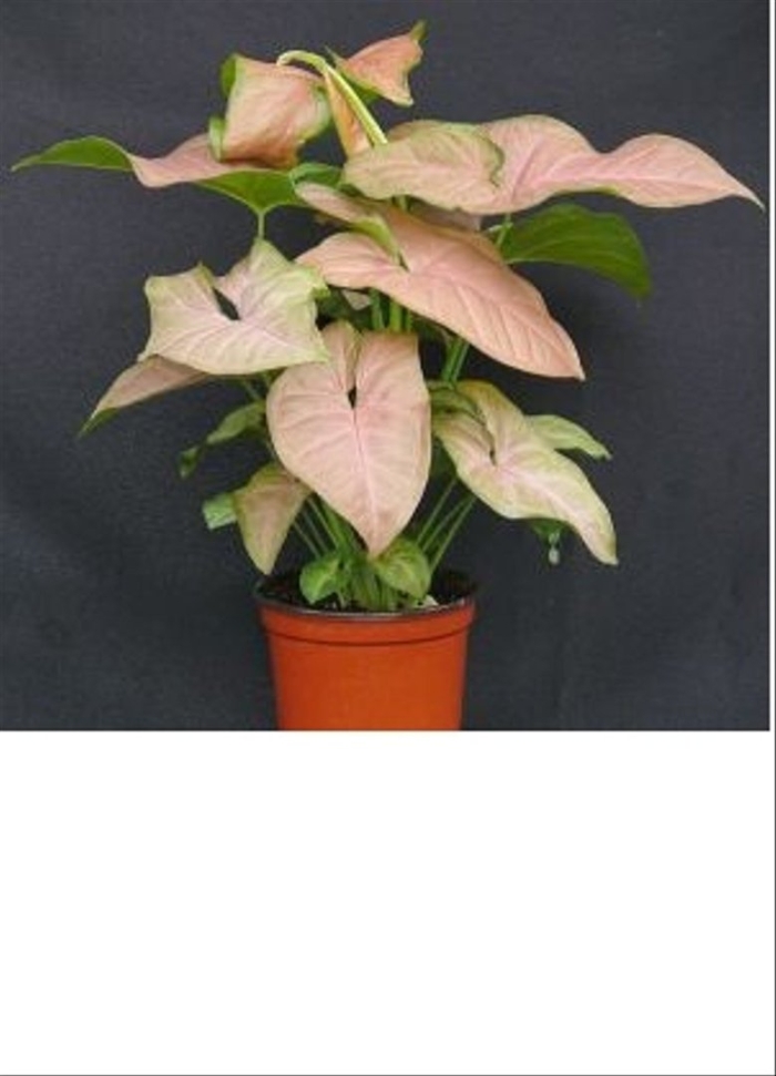 Сингониум стравберри