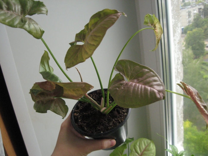 Сингониум голден таурус