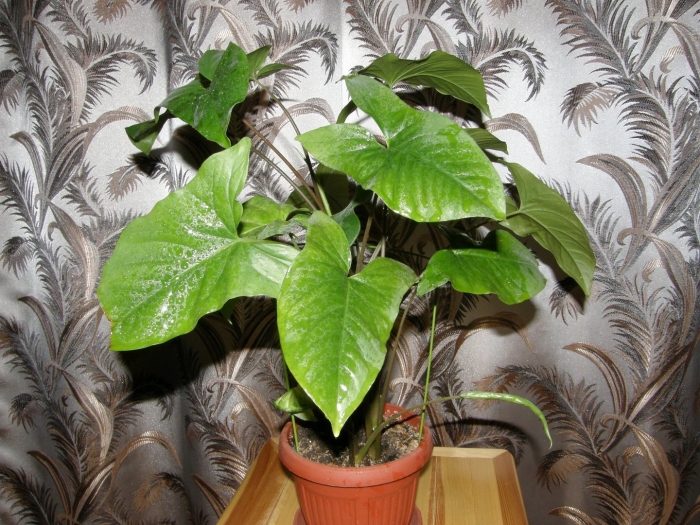 Сингониум emerald gem