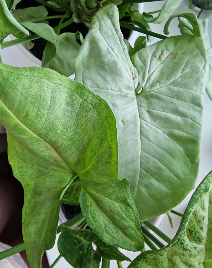 Сингониум фреклес мутейшен