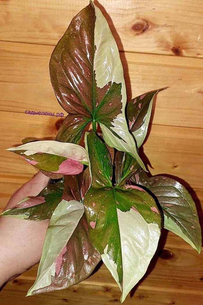Сингониум red spot tricolor