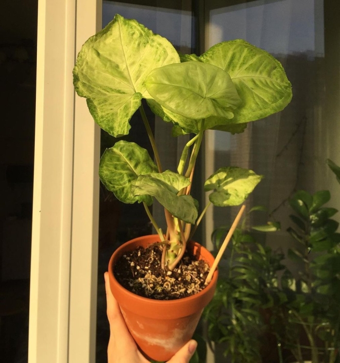 Сингониум golden venation