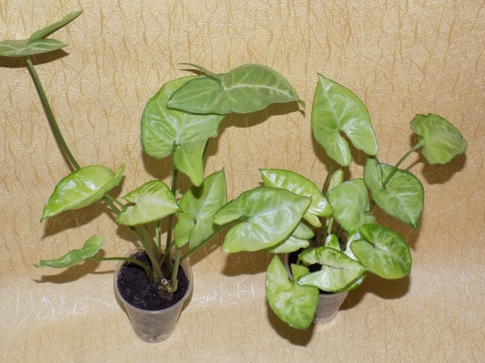 Сингониум ножколистный пикси