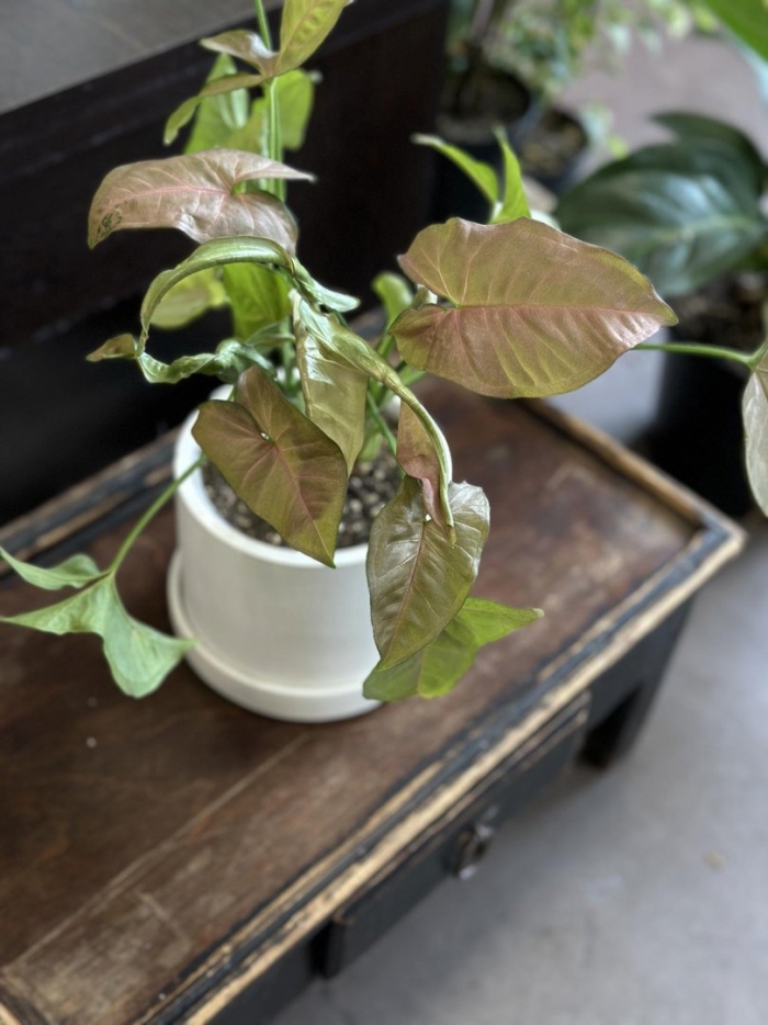 Сингониум ред харт