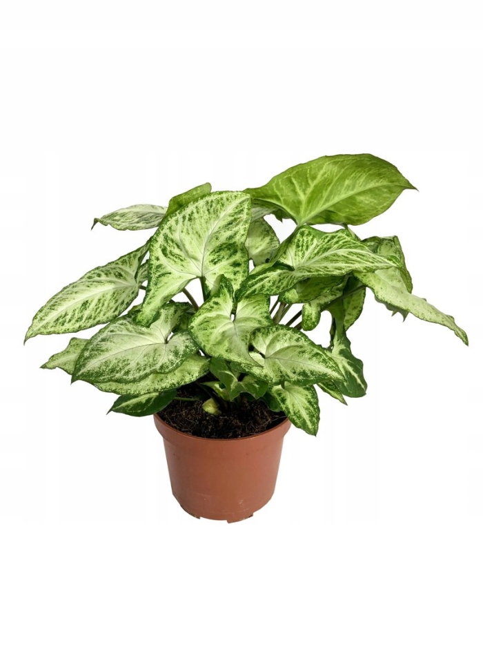 Сингониум эрроу