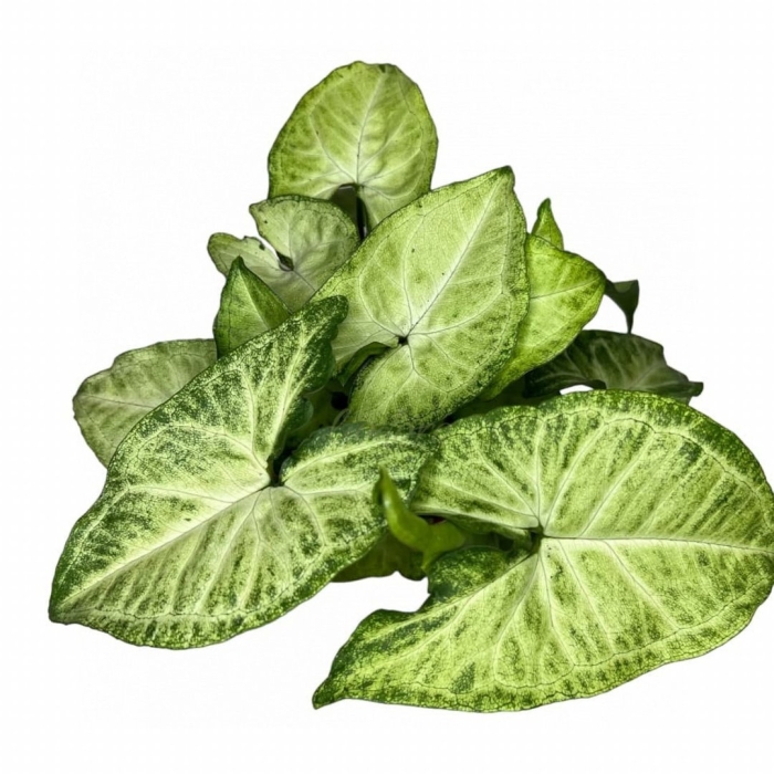 Сингониум баттерфляй