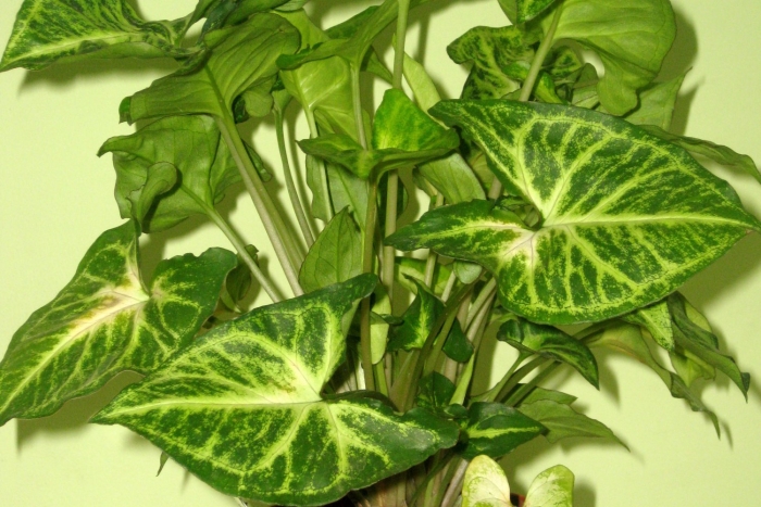 Сингониум пикси