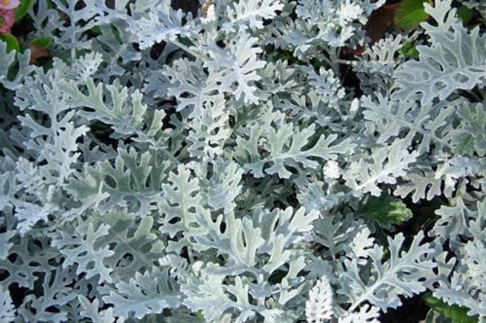 Цинерария приморская senecio cineraria