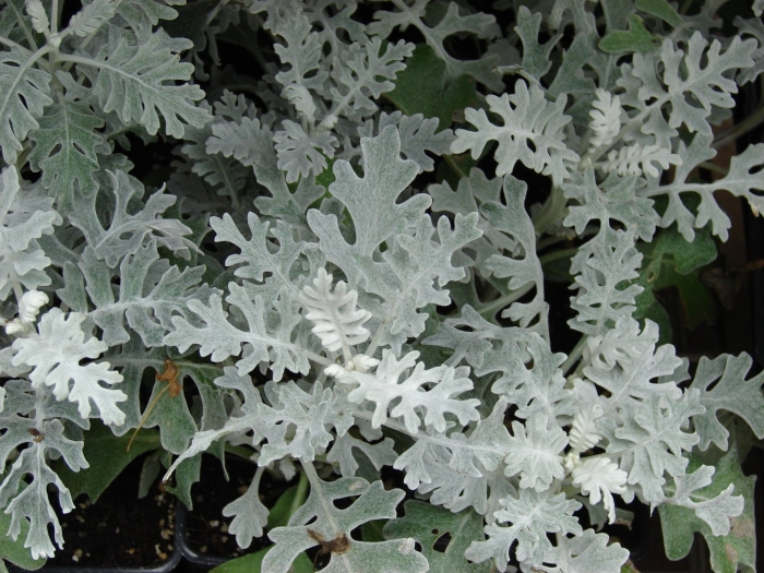 Цинерария приморская senecio cineraria