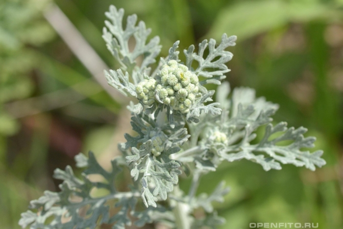 Крестовник обыкновенный