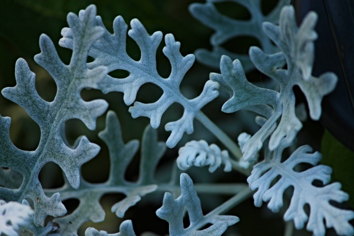 Цинерария маритима