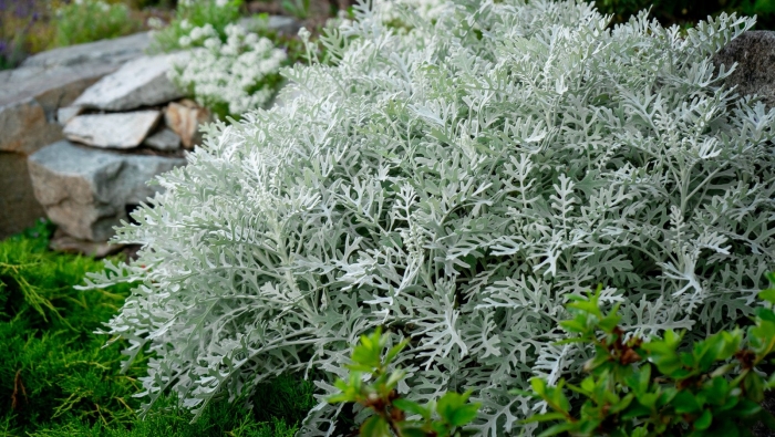 Цинерария приморская (senecio cineraria)  silverado