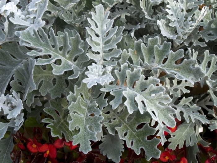 Цинерария приморская senecio cineraria