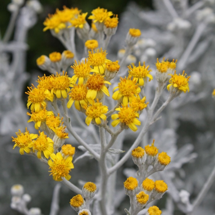 Крестовник болотный