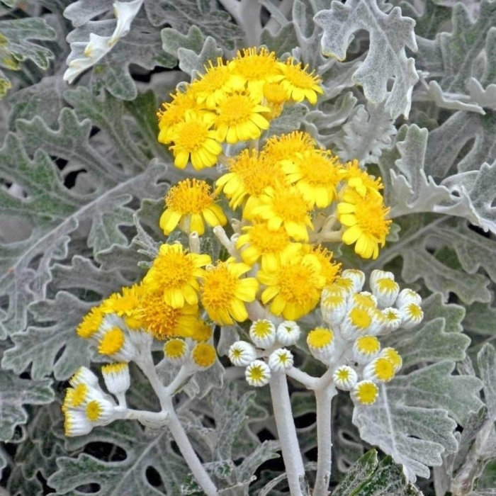 Цинерария приморская senecio cineraria