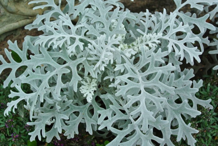 Цинерария приморская senecio cineraria