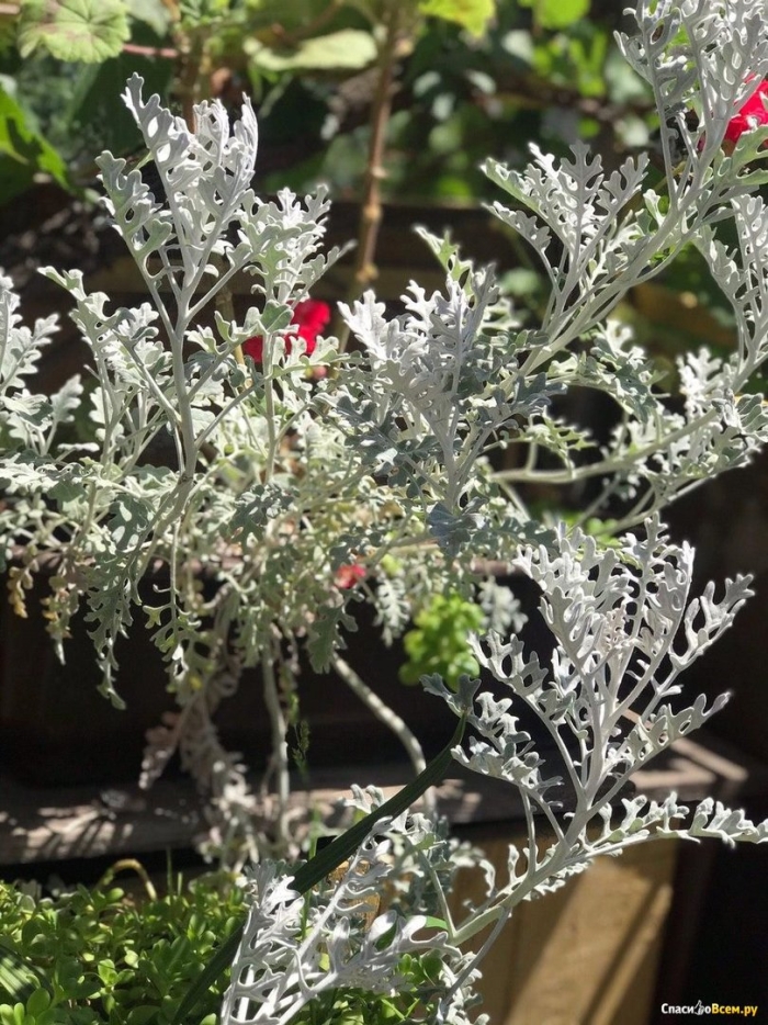 Цинерария серебристая
