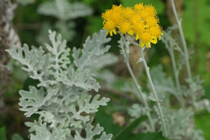 Senecio jacobaea