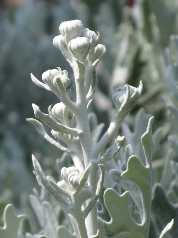 Цинерария приморская cineraria maritima