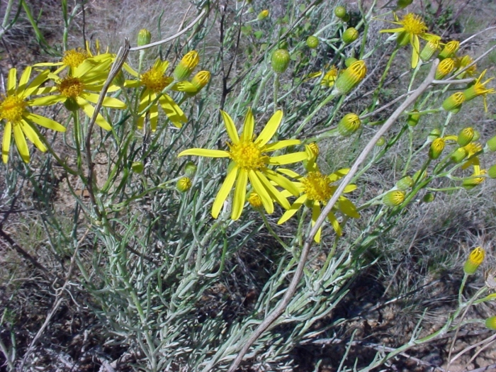 Крестовник якова senecio jacobaea