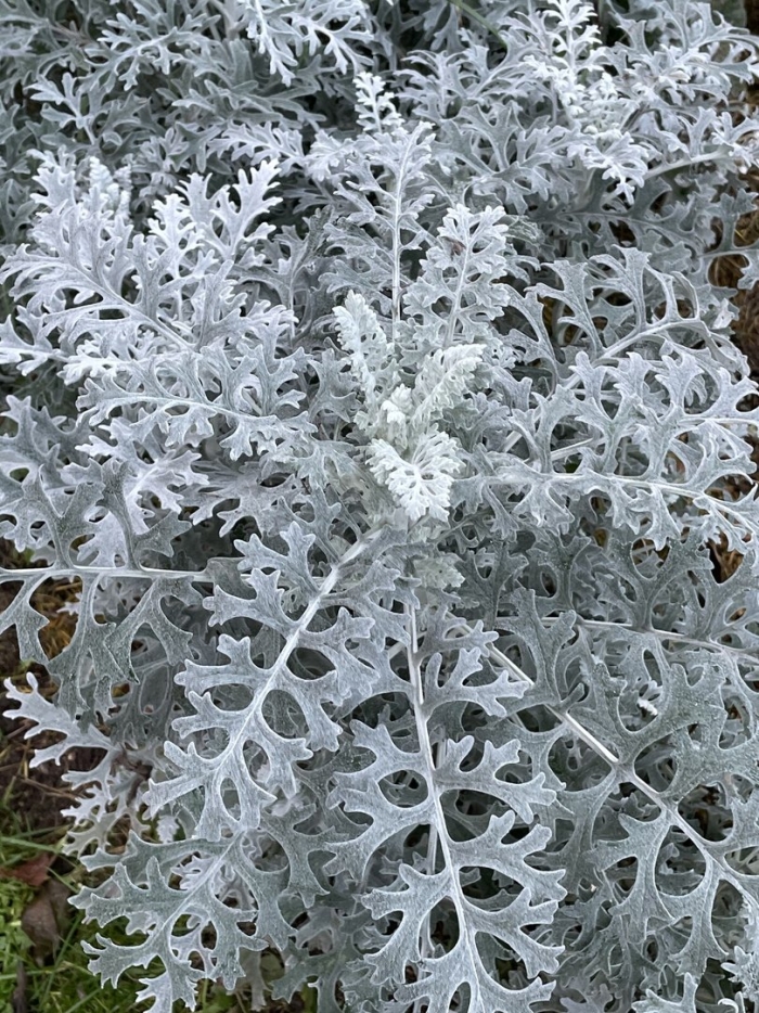 Цинерария приморская серебряная пыль
