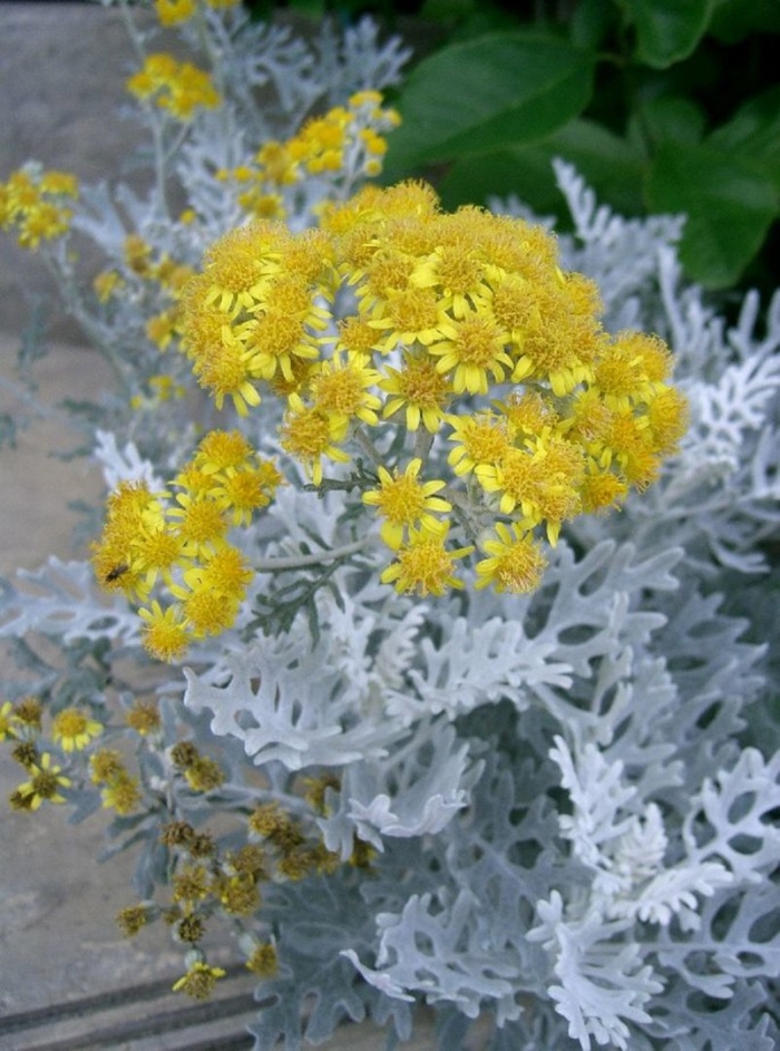 Цинерария приморская senecio cineraria