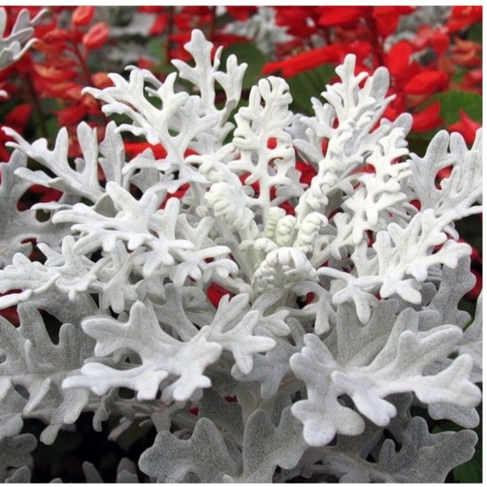 Цинерария приморская